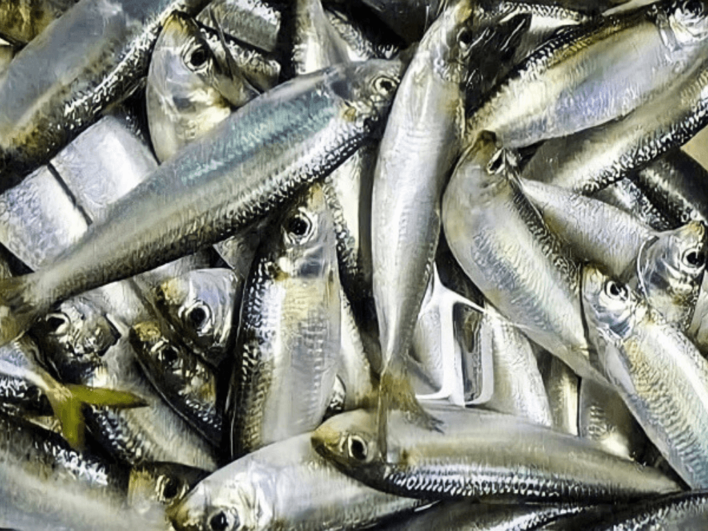 cach-chon-ca-trich-tuoi-ngon