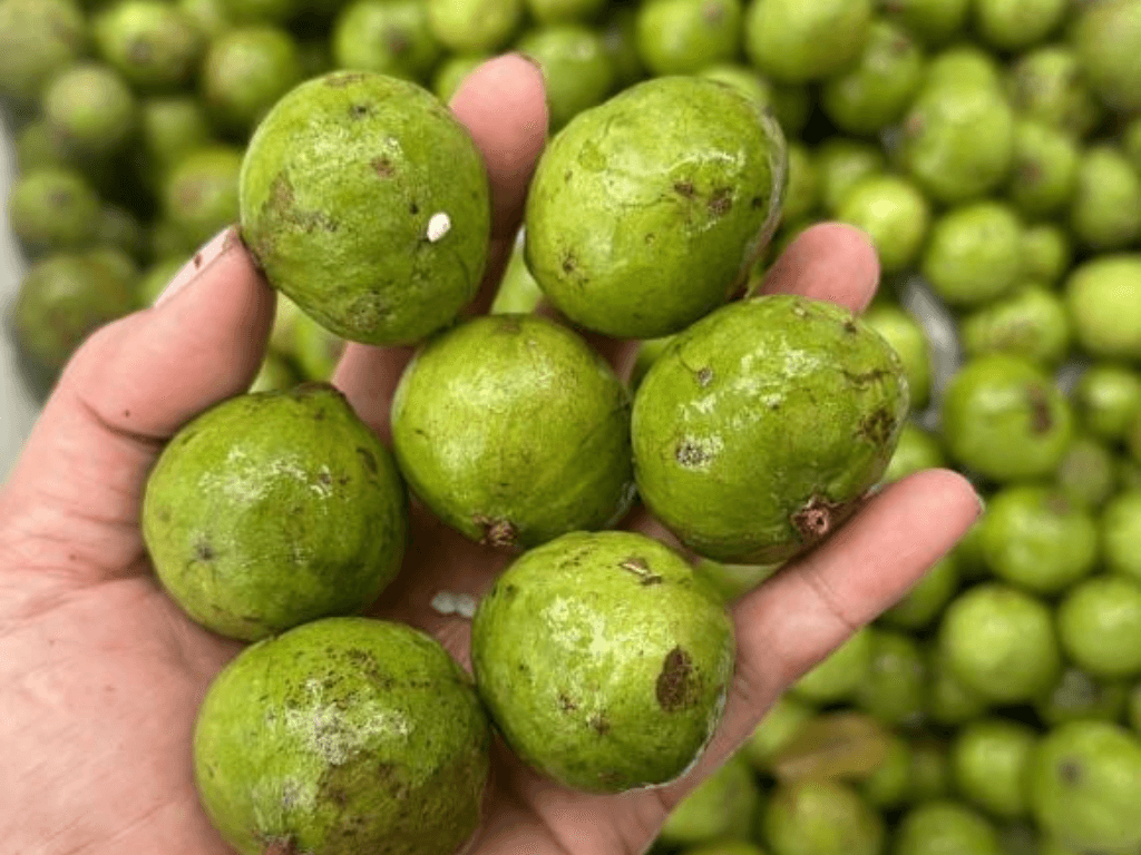 dac-diem-cua-sau-dong-lanh-va-cach-nhan-biet-sau-ngon