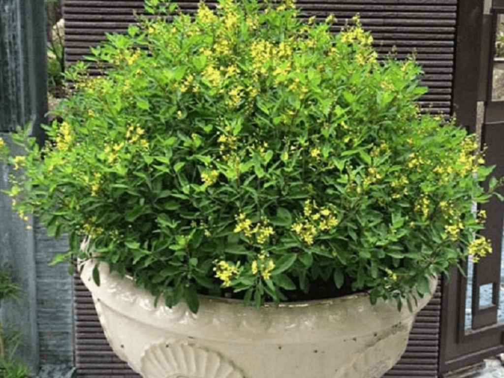 Cach-chon-vi-tri-dat-cay-de-thu-hut-tai-loc