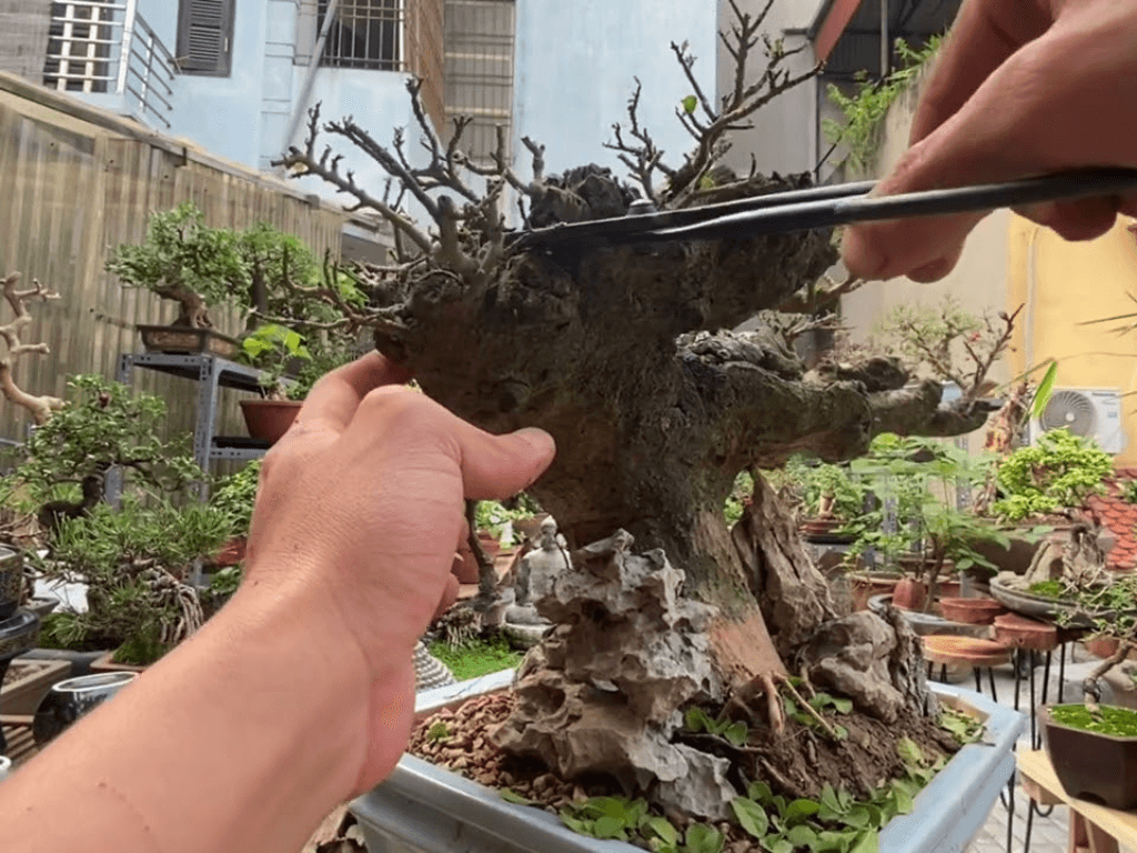 Cach-trong-cay-duoi-de-song-nhat (2)