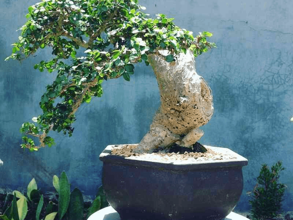 cach-trong-cay-duoi-moi-dao