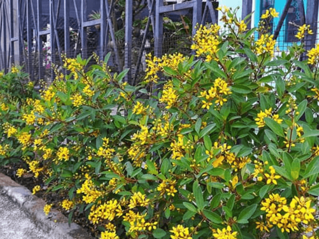 Cay-kim-dong-vang-co-tac-dung-gi