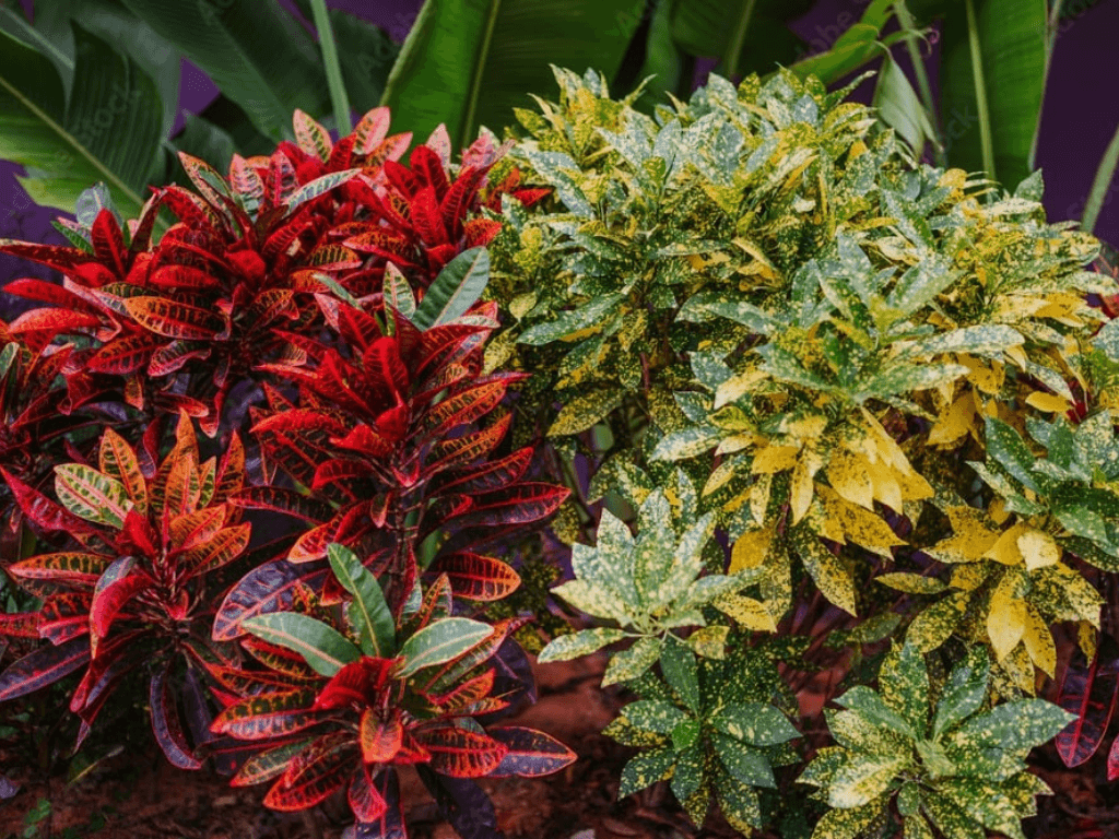 Cay-vang-bac-trong-trong-nha-duoc-khong