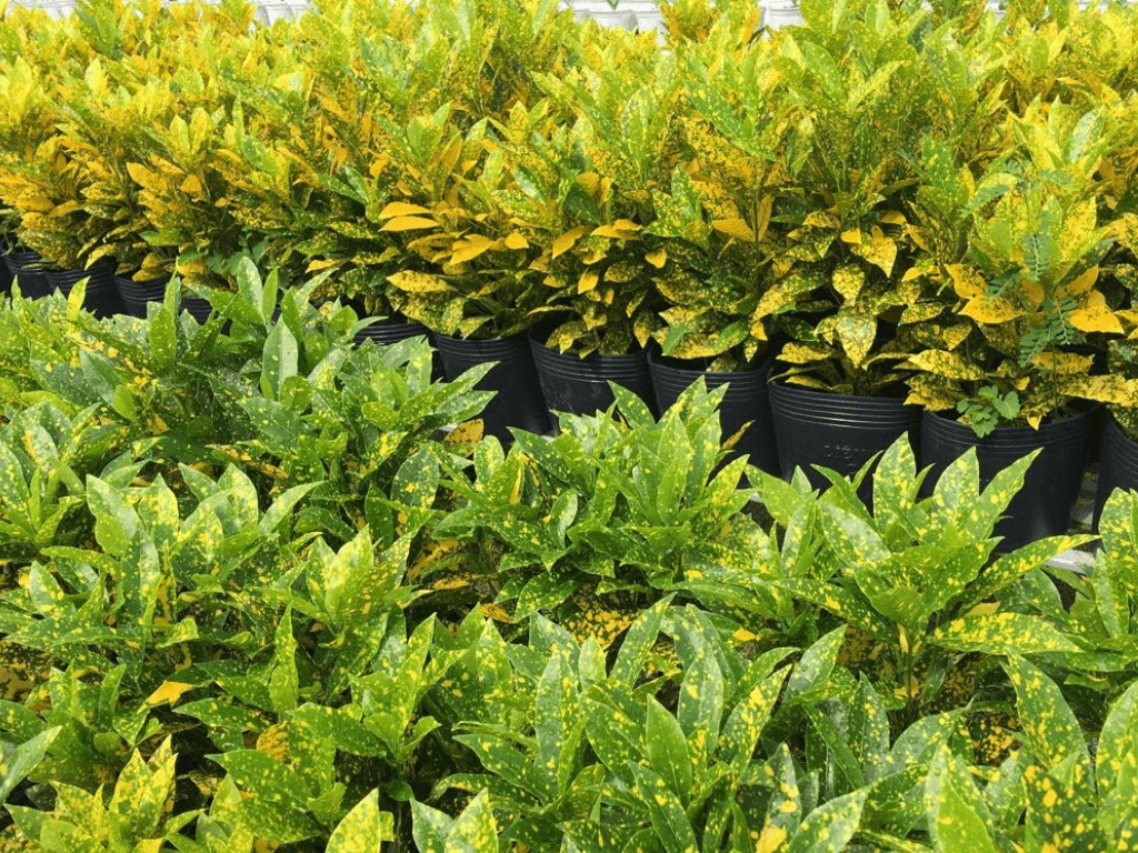 Meo-trong-va-cham-soc-de-cay-phat-tai-phat-loc