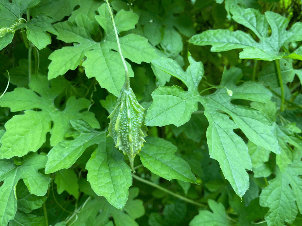 Cach-dung-la-muop-dang-de-dat-hieu-qua-toi-uu