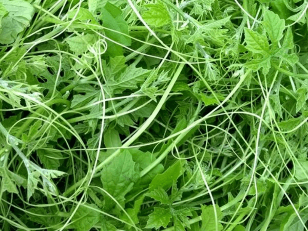 La-muop-dang-phoi-kho-co-tac-dung-gi