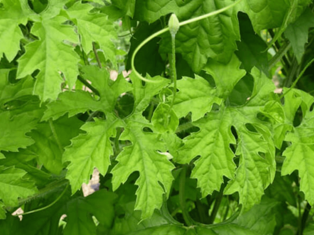 Nhung-ai-khong-nen-su-dung-la-muop-dang