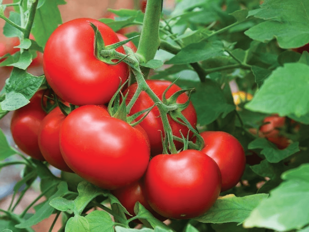 Bi-quyet-chon-ca-chua-chin-mong