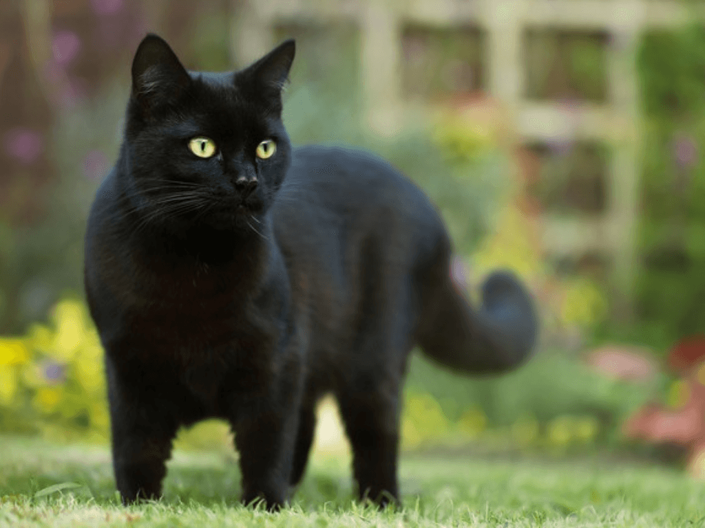 Cach-nuoi-meo-den-de-thu-hut-tai-loc