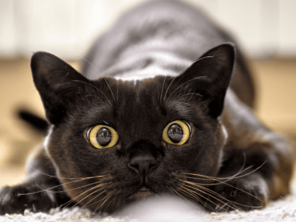 Ly-do-nguoi-giau-thich-nuoi-meo-den