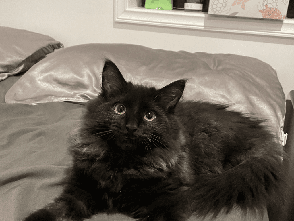 Nhung-dieu-kieng-ky-khi-nuoi-meo-den