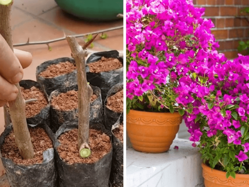 Cach-giam-canh-hoa-giay-dung-ky-thuat