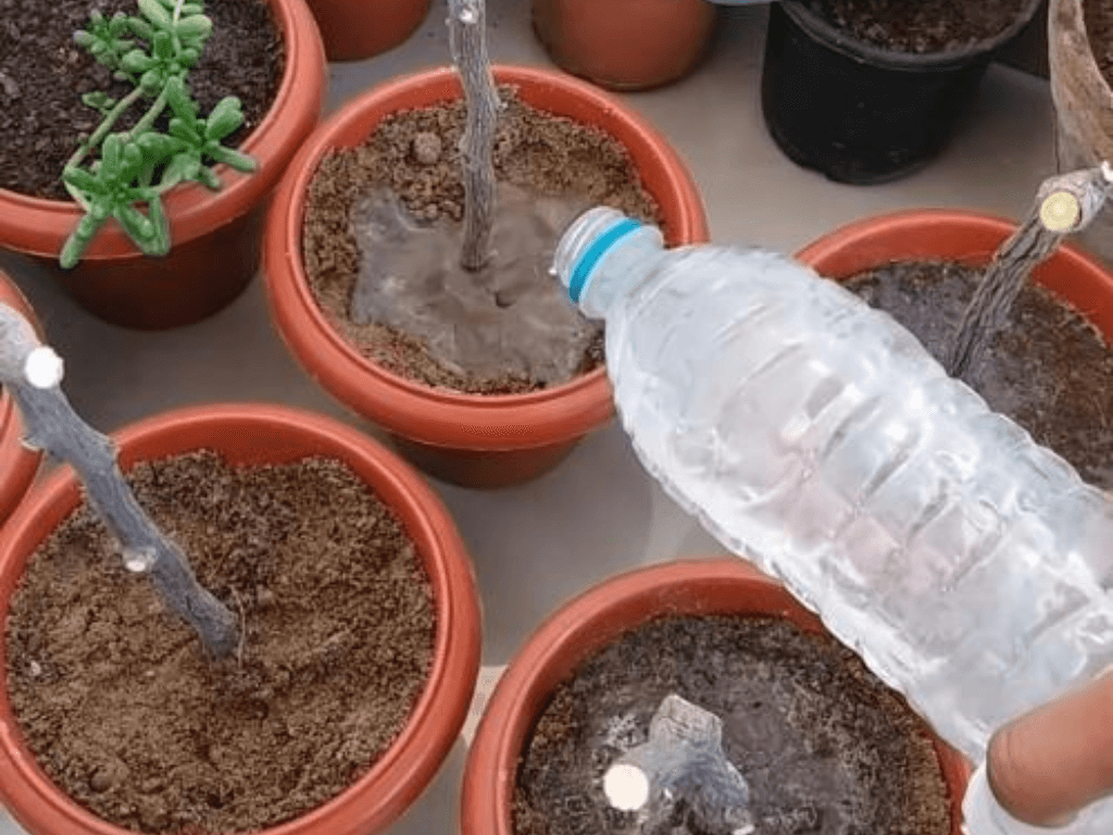 Cham-soc-cay-giai-doan-ra-re