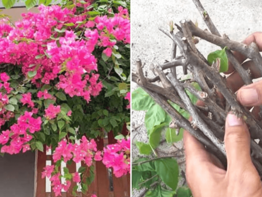 Chon-giong-hoa-giay-phu-hop