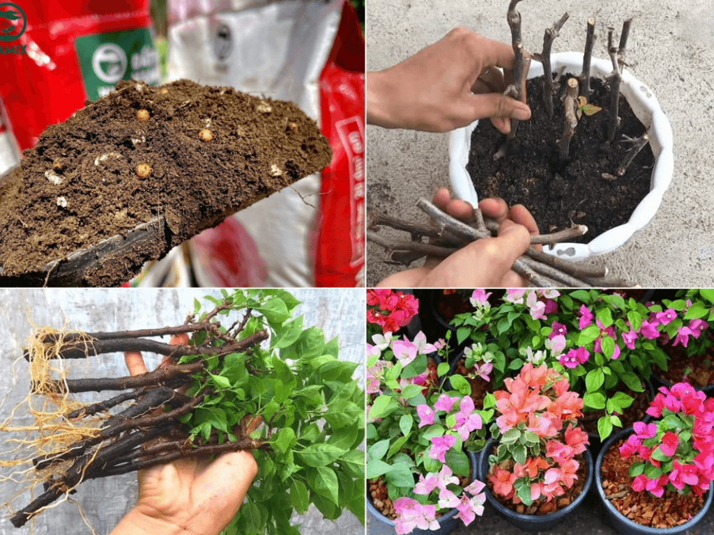 Chuan-bi-dat-va-chau-trong