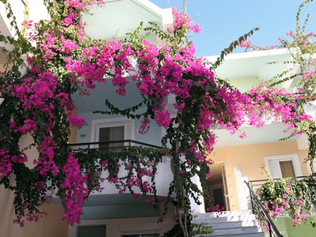 Meo-kich-thich-hoa-giay-ra-hoa-quanh-nam