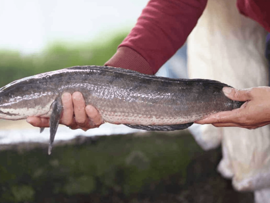 Dinh-duong-tu-ca-loc-va-bi-do-cho-be-an-dam