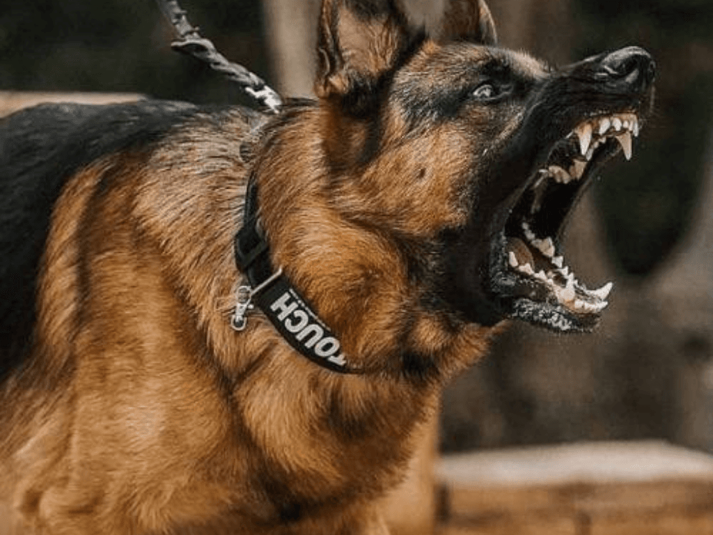 Cac-yeu-to-khien-Becgie-tro-nen-hung-du