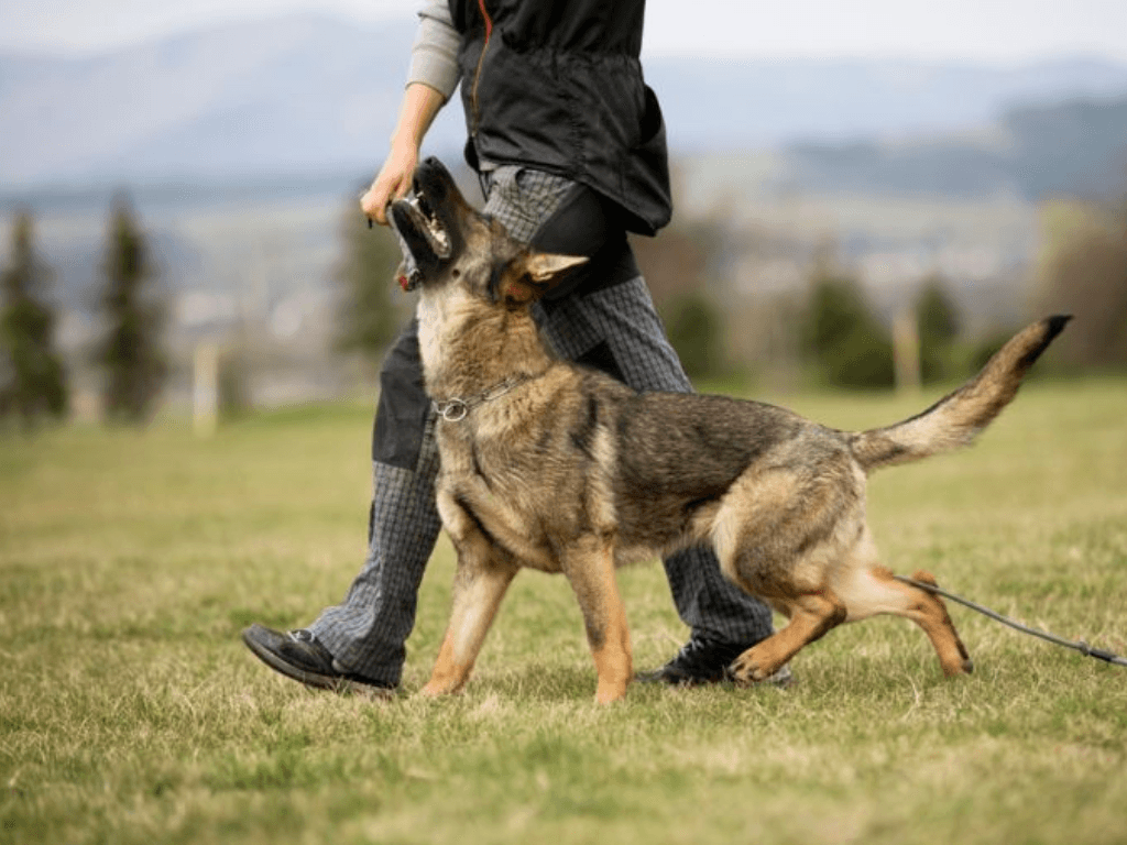 Cach-huan-luyen-cho-Becgie-dung-phuong-phap