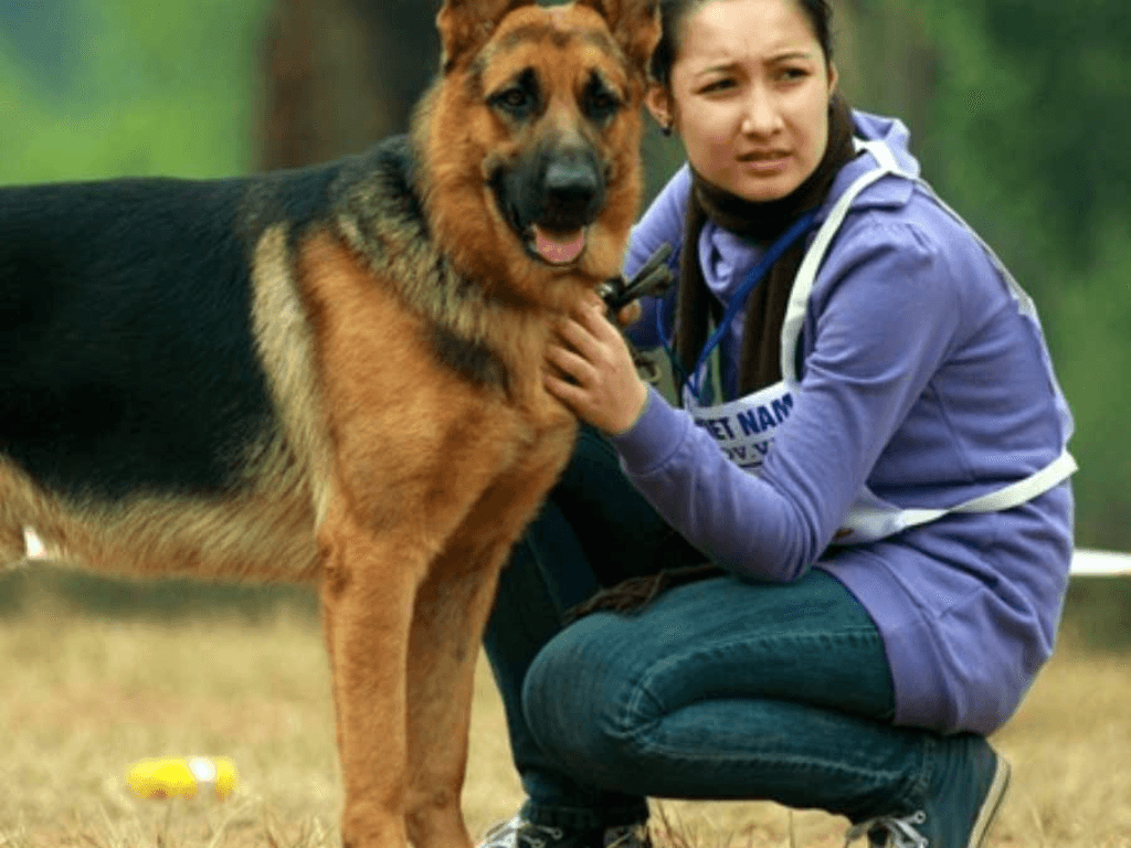 Cho-Becgie-co-du-khong-trong-moi-truong-gia-dinh