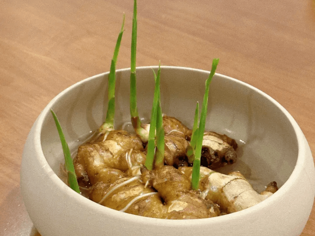 Thoi-gian-thu-hoach-gung-trong-thuy-canh