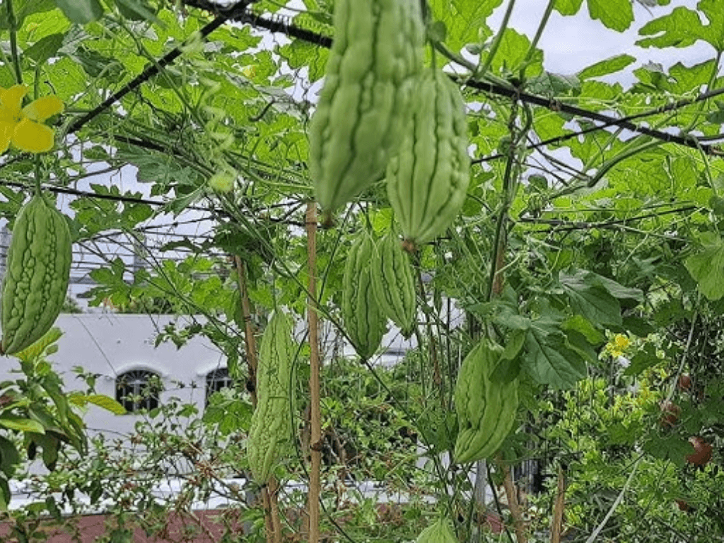 Meo-cham-soc-de-cay-nhanh-ra-hoa-ket-trai