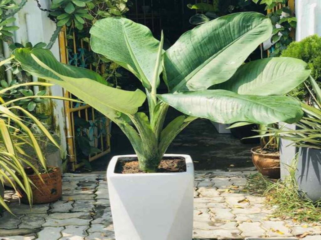 Cây đại phú gia hợp mệnh gì? Ý nghĩa phong thủy ra sao