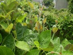 công dụng của lá mơ lông