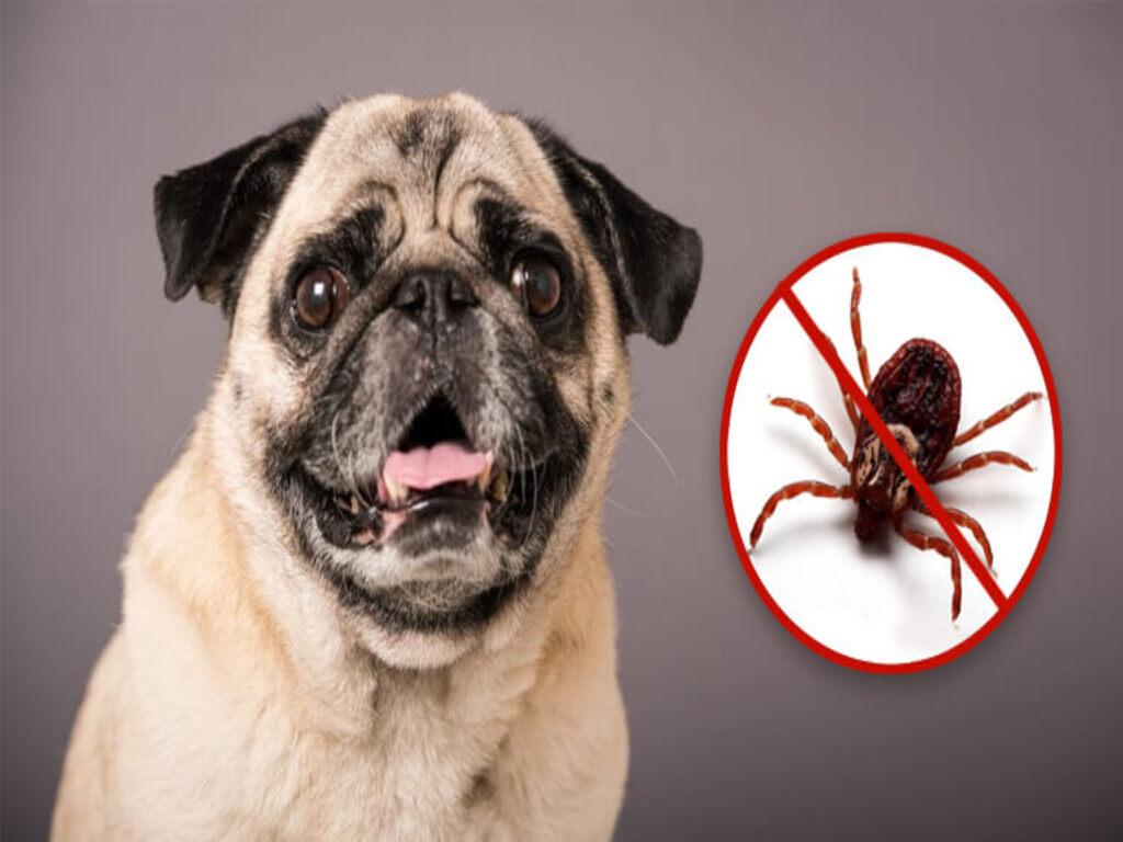 Cách diệt ve chó tại nhà với nguyên liệu thiên nhiên ve "chạy mất dép"