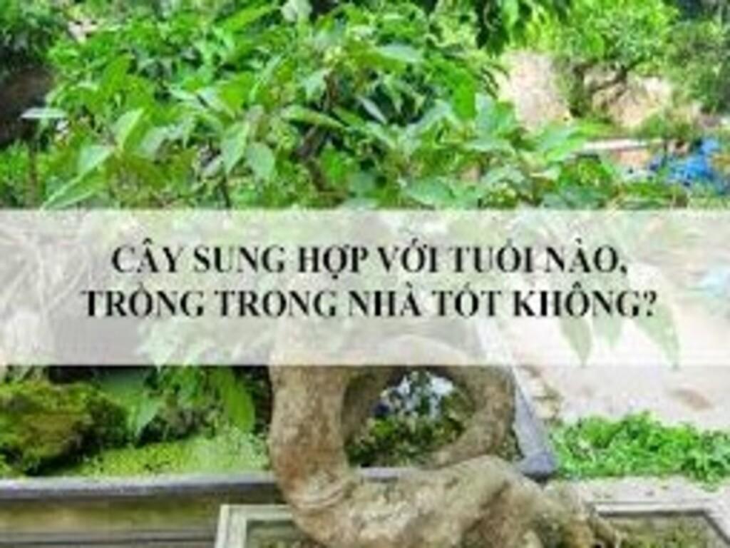 Cây sung hợp với tuổi nào? Mẹo chọn sung bonsai đẹp "mê hồn"