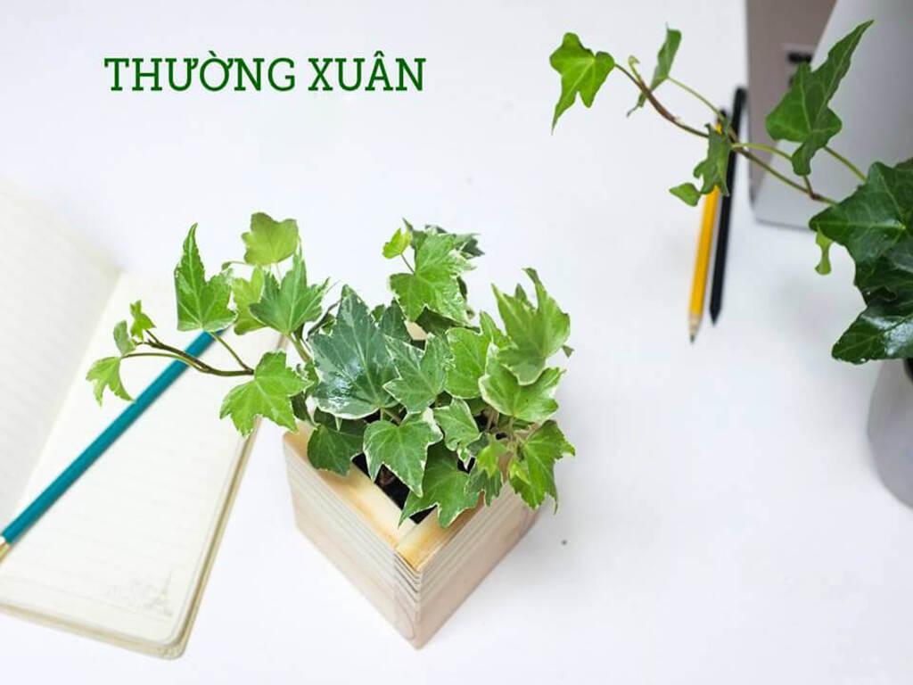 Cây thường xuân hợp mệnh gì? Dây leo "xua tan xui rủi, hút tài lộc mạnh mẽ"