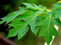 Lá đu đủ xào tỏi có tác dụng gì