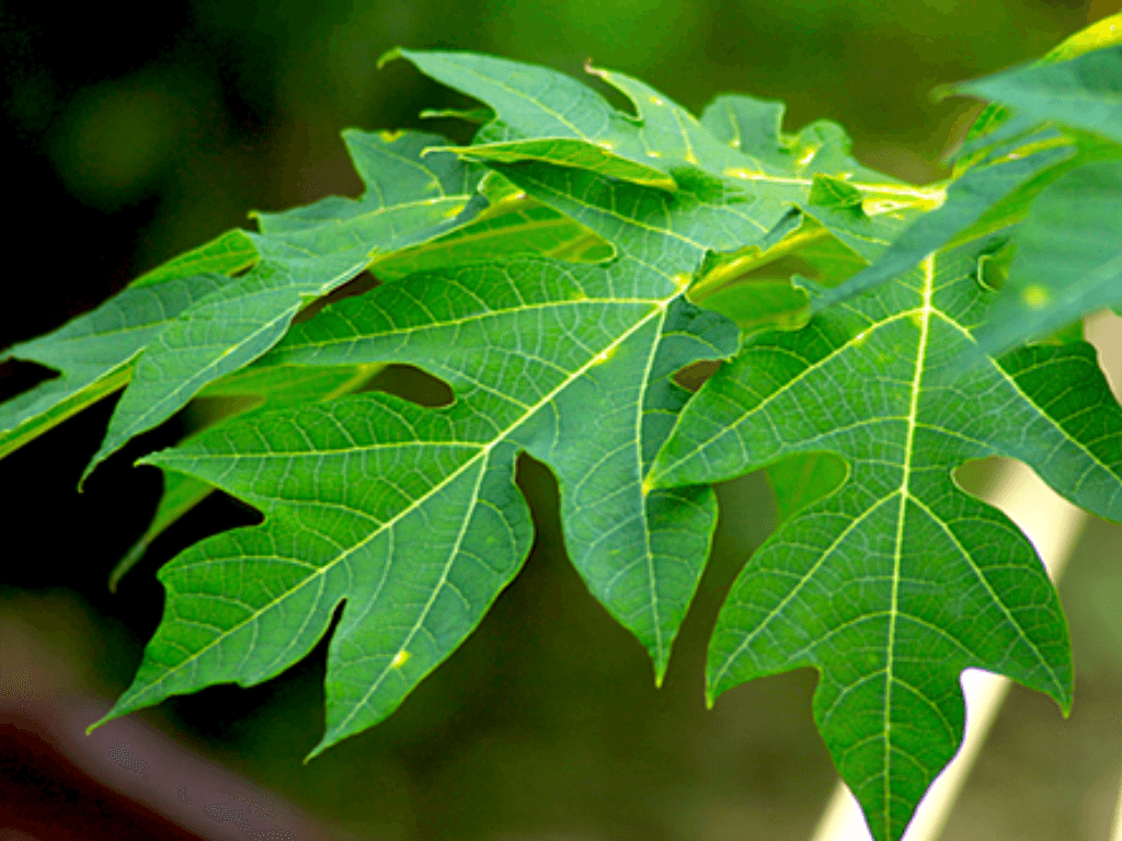 Lá đu đủ xào tỏi có tác dụng gì? Món dân dã nhưng công dụng như “thuốc tiên”