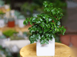 ý nghĩa của cây hạnh phúc