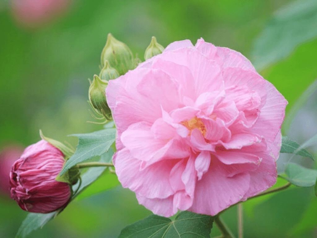 Hoa phù dung có ý nghĩa gì mà không ai dám trồng trước cửa nhà