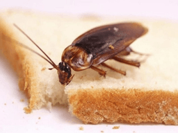 cách diệt gián và kiến