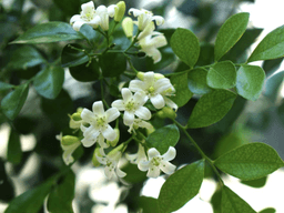 cây nguyệt quế có ý nghĩa gì