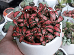 cây cẩm nhung hợp mệnh gì