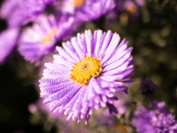 hoa thạch thảo có ý nghĩa gì