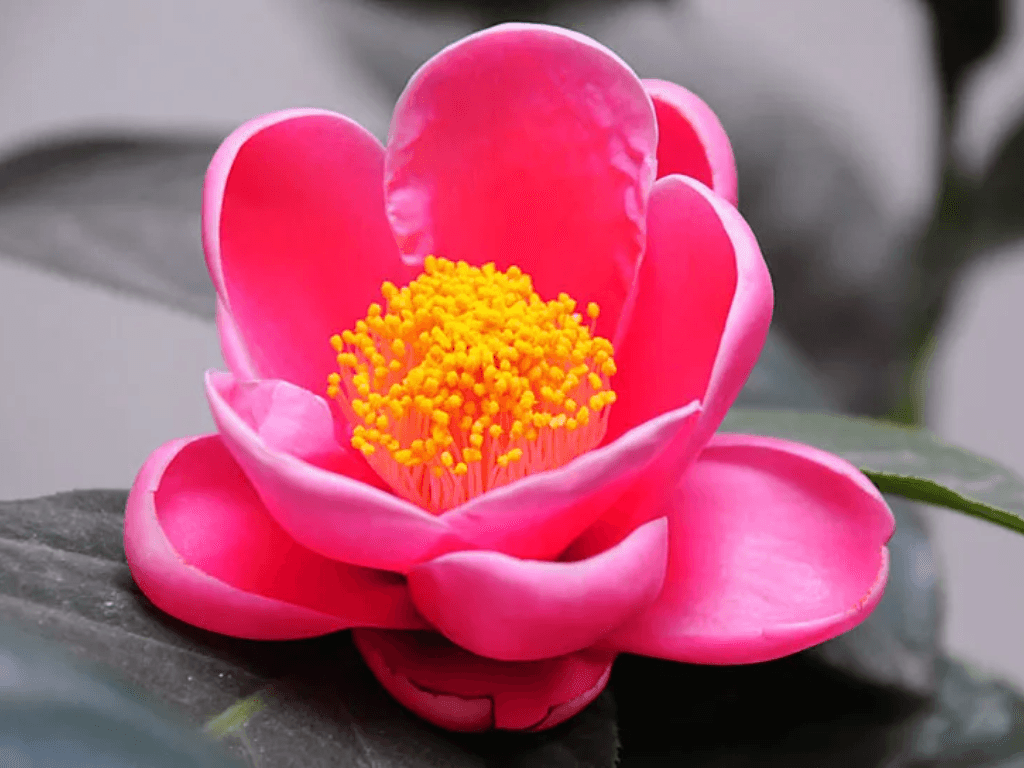 Hoa hải đường có ý nghĩa gì mà nhìn thôi cũng thấy “đỏ vận đỏ duyên” cả năm