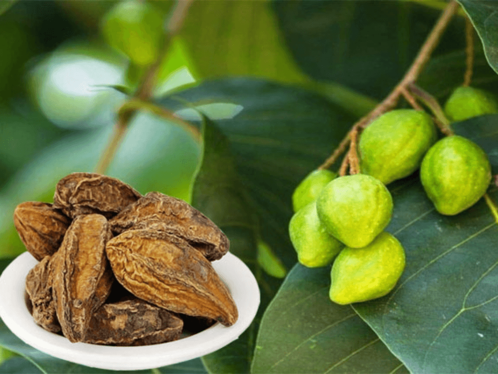 Cây chiêu liêu có ý nghĩa gì mà được xem là “báu vật” phong thủy nơi sân vườn