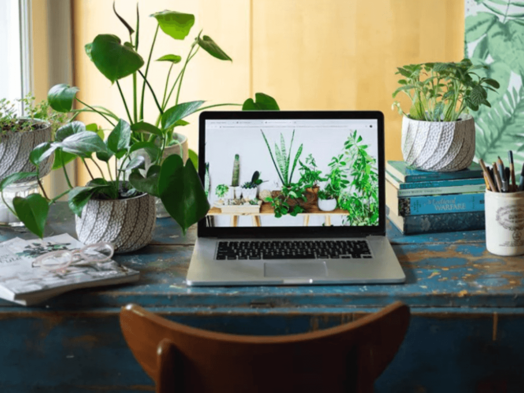 Mệnh Kim hợp cây gì để bàn làm việc giúp hút tài lộc thăng tiến “vun vút”