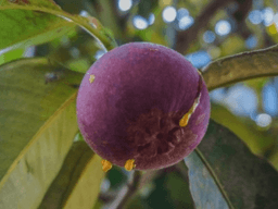 cây măng cụt trồng bao lâu có trái