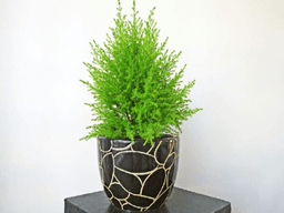 cây tùng thơm hợp mệnh gì