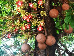 có nên trồng cây sala trước nhà