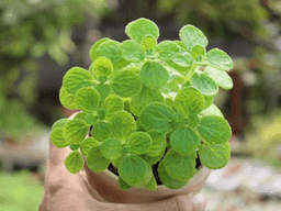 cách chăm sóc sen thơm