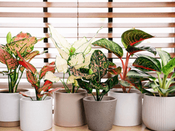 cây vạn lộc hợp mệnh gì