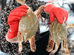 cách chọn ghẹ tươi ngon