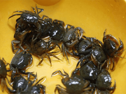 ăn nhiều cua đồng có tốt không