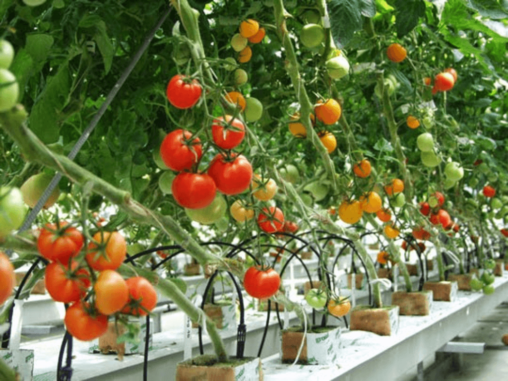 Cách trồng cà chua thủy canh tại nhà với bí quyết của những “nông dân phố”